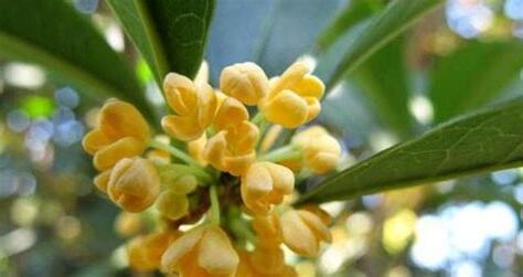桂花 寓意